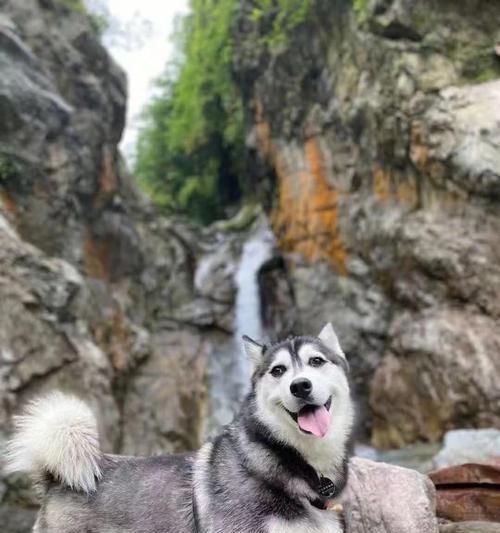 哈士奇怀孕后的饲养指南（如何让你的母犬度过一个健康愉快的孕期和产后期？）