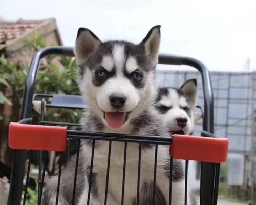 哈士奇幼犬的营养需求（宠爱宠物，从饮食开始）