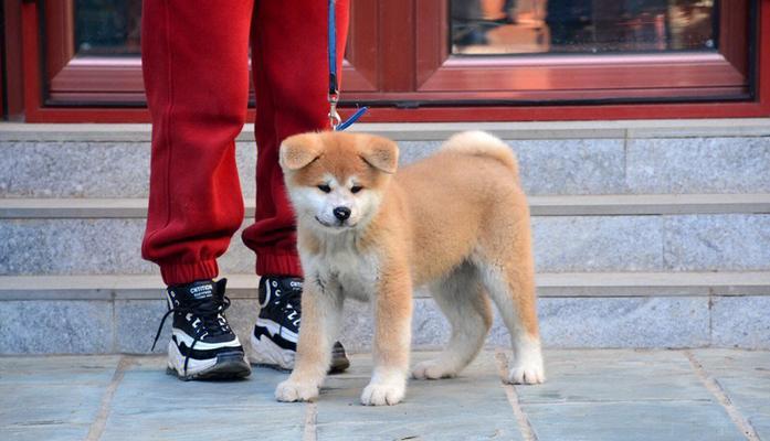 合理选配，打造优质秋田犬（以宠物为主，培养顺从、健康的秋田犬）