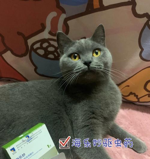 如何合理驱虫，让家养猫咪健康成长（以宠物为主，了解驱虫时间及方法，提升宠物生活质量）