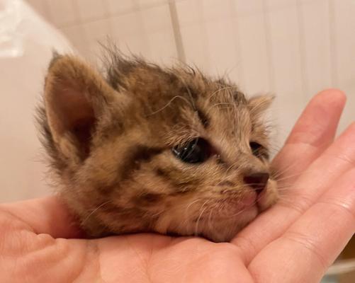 野猫不是宠物，注意野性与保护（野猫不是宠物，注意野性与保护）