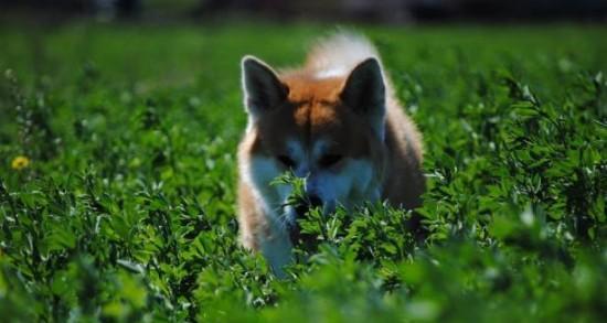 如何培养温顺的秋田犬——以训练降低攻击性为例（宠物秋田犬攻击性降低的有效训练方法）