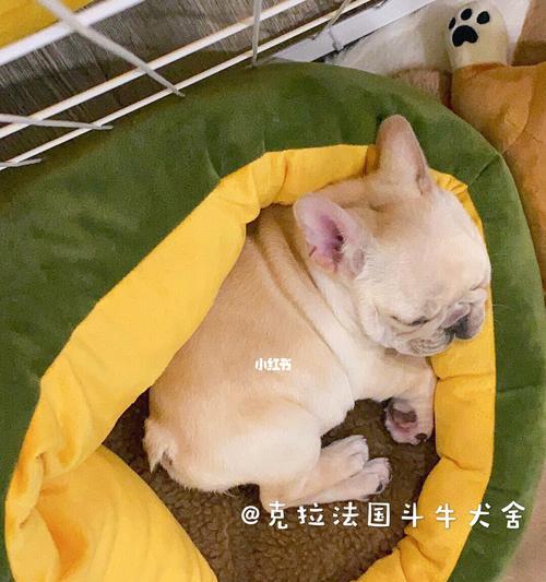 如何训练法国斗牛犬正确上厕所（教你的宠物正确的大小便习惯，让家庭更加干净卫生）