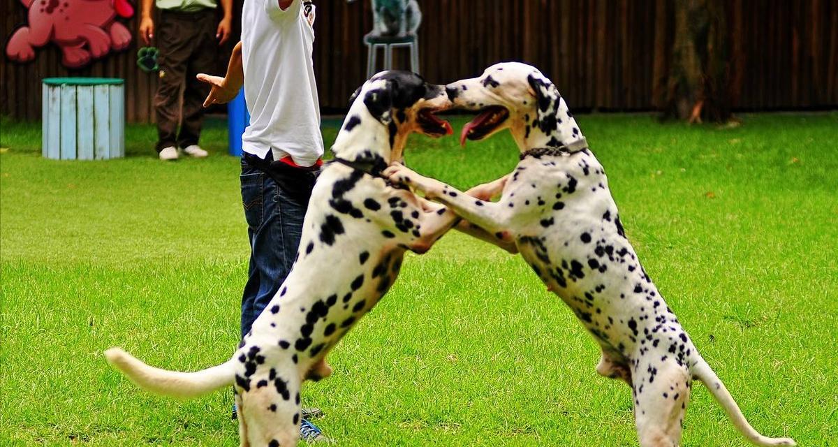 斑点犬的饲养方法详解（宠物狗的健康与幸福）