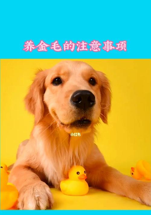 金毛犬怀孕了，注意这些！（宠物主人必看，金毛犬孕育健康指南）