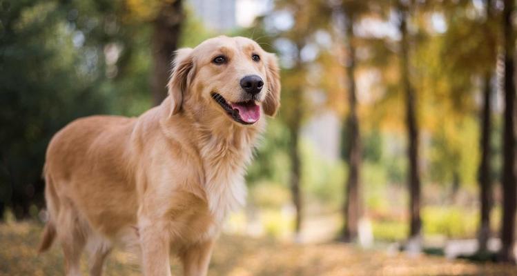 金毛犬第五阶段生长发育的关键期（从宠物主人的角度看金毛犬如何健康成长）