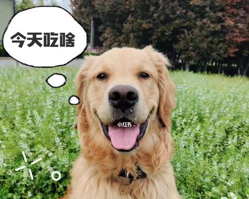 金毛犬的健康生活之狗粮饲喂优点（以金毛犬为例，狗粮饲喂有何益处？）