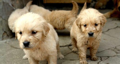 如何选购适合的金毛犬（以宠物为主，了解金毛犬的特点和需求）