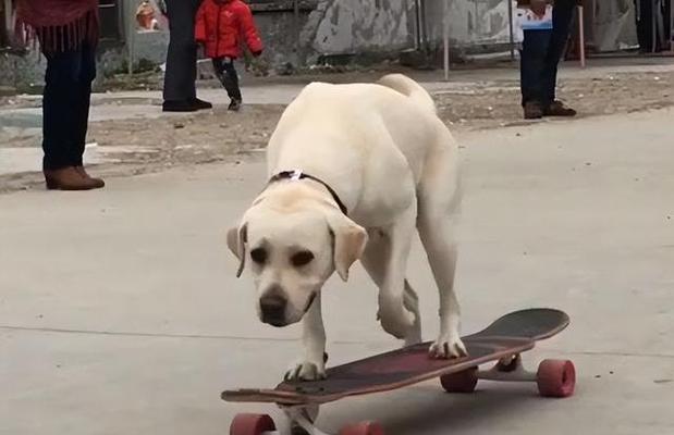 金毛犬与拉布拉多犬（探究两种犬种的性格、外貌和培养方法）