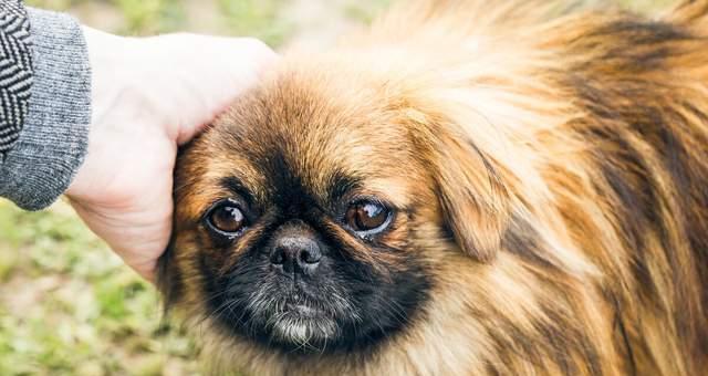 如何让京巴犬爱上狗粮（解决京巴犬挑食问题，提供健康饮食）