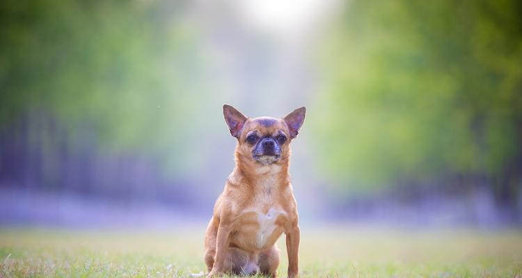 京巴犬的腰椎病治疗方法（关爱宠物，科学治疗；腰椎病，犬医重点关注。）