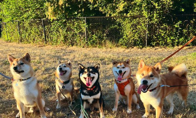 纠正柴犬领地性攻击行为（让你的柴犬变成友好可爱的家庭宠物）