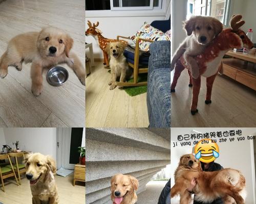 教你如何纠正金毛犬扑人的坏习惯（宠物培训技巧、金毛犬扑人问题、纠正方法）