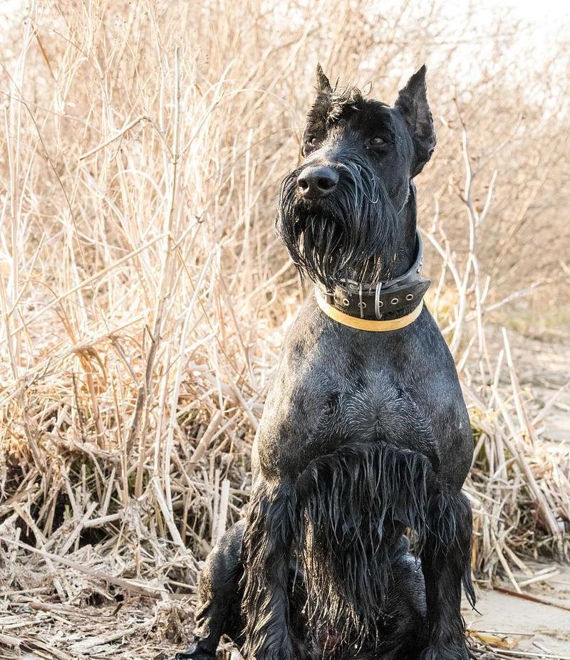 巨型雪纳瑞犬的身体特征（了解这些特征，让你更爱你的宠物）