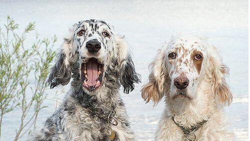 如何科学喂养卷毛寻回犬（宠物的健康需要好食材，这些小常识请收好！）