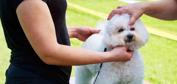 如何消除卷毛寻回犬的泪痕？（以宠物为主，让你的狗狗恢复清晰明亮的眼神）