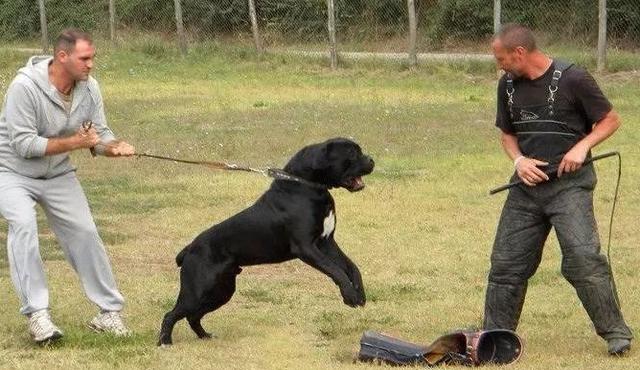 探秘以卡斯罗犬的超群服从性（一只忠诚、聪明、训练度极高的宠物）