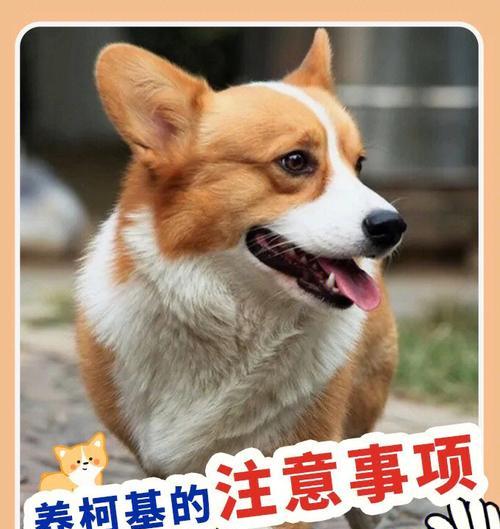 冬季养犬小心！如何避免柯基犬易得的疾病？（柯基犬冬季健康护理，预防疾病大全！）