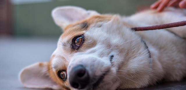 训练你的柯基犬趴下等待技能（打造忠诚懂事的宠物伙伴，以柯基犬为例）