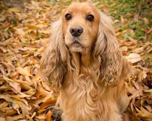 如何消除可卡犬口臭？（以宠物为主，让爱犬健康呼吸）