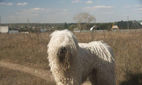 让你的可蒙犬远离皮肤病——专用内附药（教你如何使用可蒙犬皮肤病专用药，让宠物健康快乐）