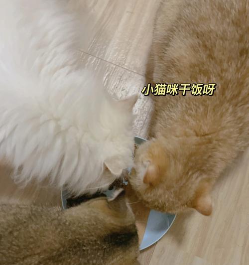 可以把猫粮喂给狗狗吃吗？（宠物食品交叉使用的风险与注意事项）