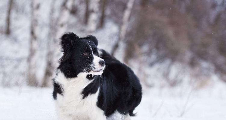 如何快速训练边境牧羊犬“装死”（以宠物为主，让爱犬更加可爱和聪明）