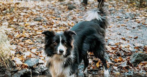 如何快速训练边境牧羊犬“装死”（以宠物为主，让爱犬更加可爱和聪明）