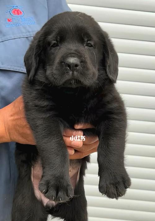 拉布拉多幼犬喂食指南（一天喂几次？）