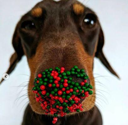 腊肠犬鼻头干燥的原因及解决方法（宠物护理必备！解决腊肠犬鼻头干燥的秘诀）