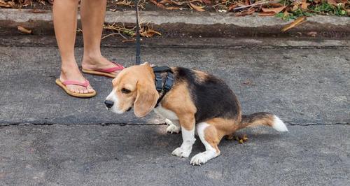 揭秘腊肠犬喜欢吃便便的原因（探究腊肠犬食便癖背后的真相）