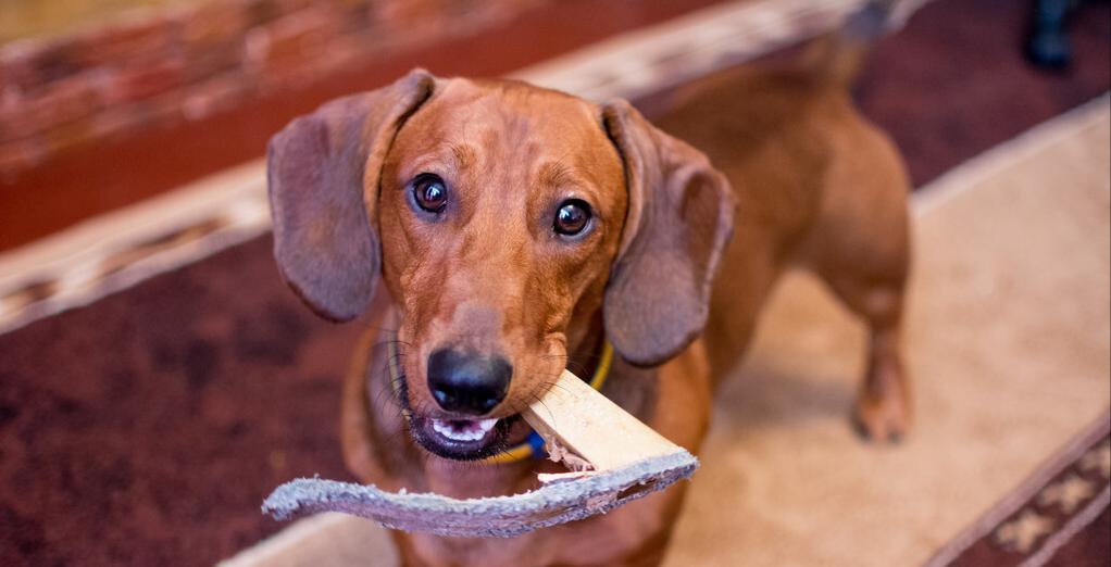 揭秘腊肠犬喜欢吃便便的原因（探究腊肠犬食便癖背后的真相）