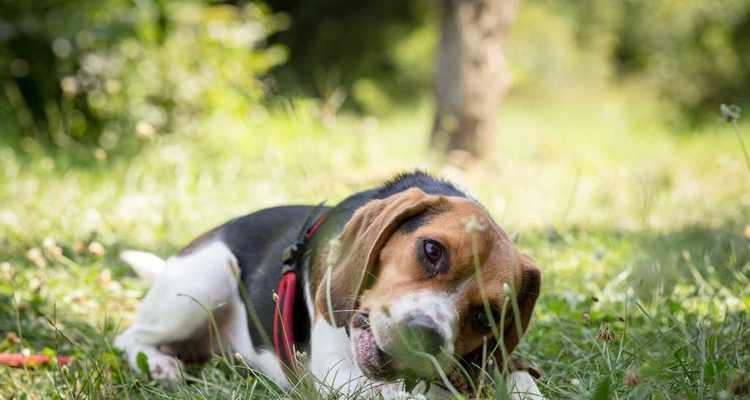 猎狐犬缺钙的危害及预防方法（宠物犬缺钙的主要症状及处理方法，做好预防才能让你的宠物健康）