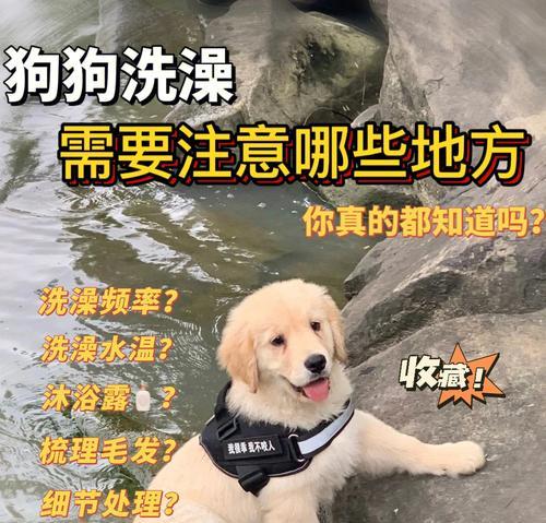 灵宝犬孕前检查全指南（如何确保您的宠物犬安全地怀孕？-灵宝犬孕前检查详解）