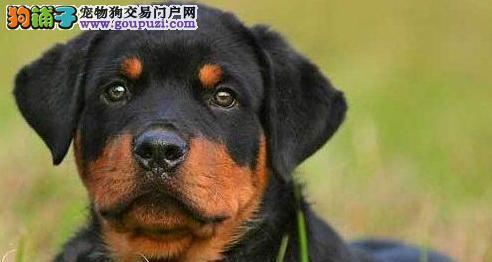 如何解决你的罗威纳犬乱吃东西问题（针对罗威纳犬乱吃东西的解决方法和预防措施）