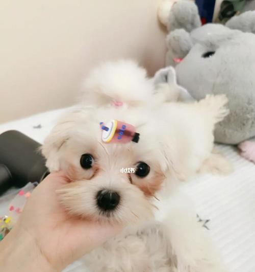 为什么马尔济斯犬会有泪痕？（探究泪痕产生的原因及有效解决方法）