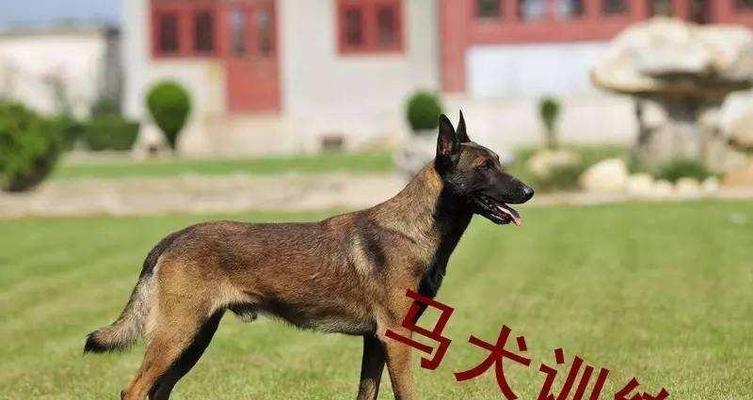 揭秘以马犬扑人的原因（为什么以马犬总喜欢扑人？）