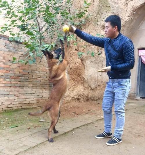 揭秘以马犬扑人的原因（为什么以马犬总喜欢扑人？）