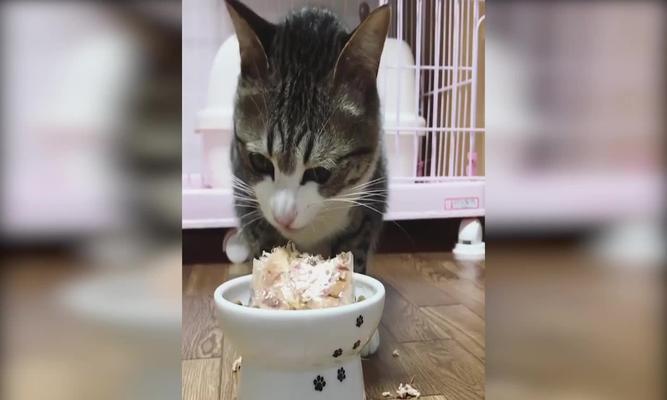 如何避免宠物猫偷吃食物？（解决猫咪偷食问题的方法和技巧）