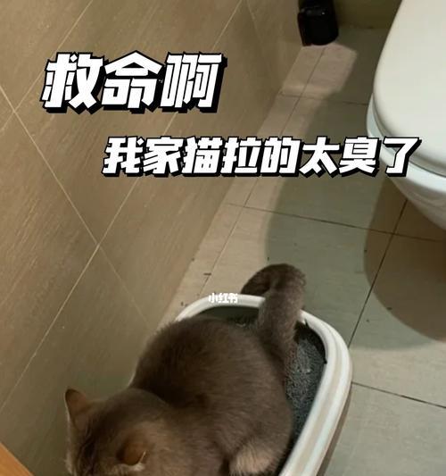 如何让宠物猫咪爱上使用猫砂盆？（解决宠物猫咪不使用猫砂盆的问题，提升宠物生活质量）