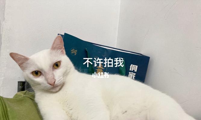 让你的猫咪更美丽-猫咪日常美容注意事项（打造宠物形象，从日常护理开始）