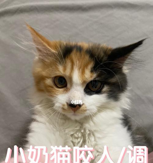 如何应对太调皮的猫咪（以宠物为主，让猫咪变得可爱又乖巧）