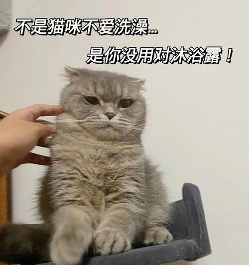 小心！猫咪洗澡要注意的注意事项（以宠物为主，让你洗猫不再难）