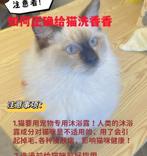 宠物猫咪洗澡必知必会（猫咪洗澡的注意事项，让你的爱宠健康洁净）