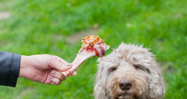 霉菌对宠物犬的致命危害（狗狗感染霉菌的症状与预防措施）