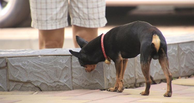 迷你杜宾犬吃撑了怎么办？（宠物狗的饮食注意事项和急救方法）