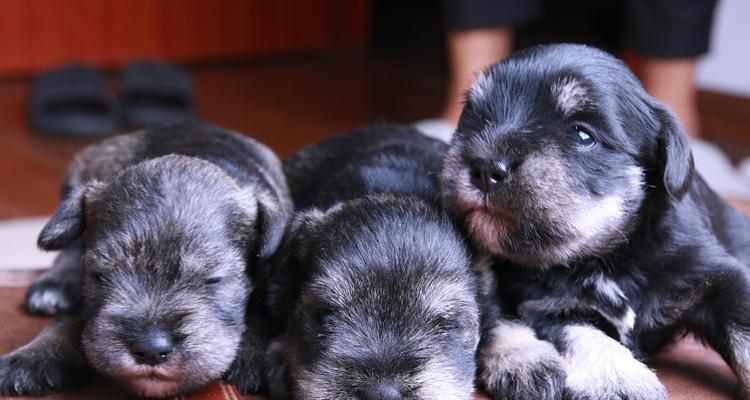 如何科学地饲养迷你雪纳瑞犬（迷你雪纳瑞犬饲养全攻略）