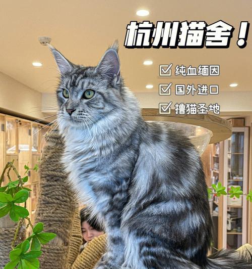 探秘缅因猫成年后的体型（以宠物为主，了解缅因猫成年后的平均体重和体型特征）