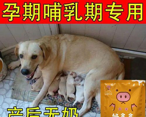 如何解决母犬母乳不足问题（关注宠物健康，提高母犬哺乳能力）