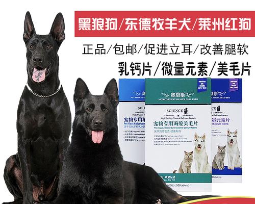 牧羊犬剪耳手术后的护理（从手术前的准备到术后的护理，全面了解如何照顾你的宠物）